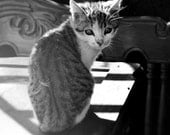 Cat Photograph - Black and White Decor, Cute Soft Kitty, Fine Art Photography, Travel Art, Furry Animal Wall Art - Soft