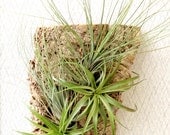 Vertical Garden: Air Plants on Sustainable Virgin Cork Bark