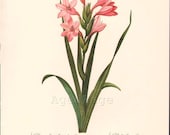 Vintage Botanical Print, Art Illustration, Wall Artwork, Home and Living Decor, Redoute, Gladiolus Laccatus