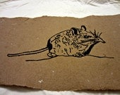 Elephant Shrew , Quirky and Cute Animal Print on Handmade Paper - Art for Animal Lovers