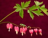 Bleeding Heart Flowers and Frog, Flower Art, Heart Art