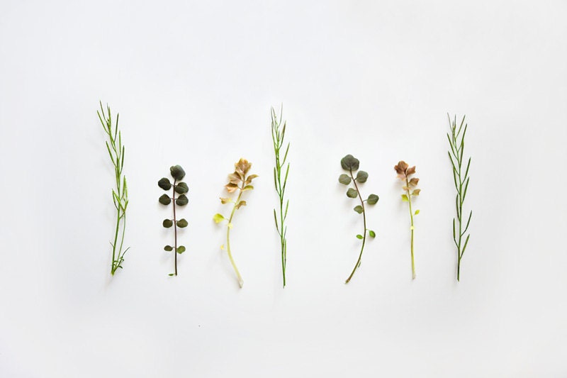 Still Life Photography