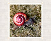 Snail Photography 8x8 inch (20x20 cm) Nature Fine Art Print - Home decor - Gift Idea - PhotoByMADA