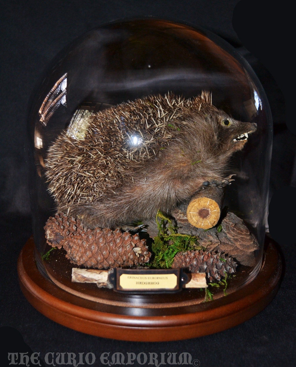 Erinaceus Europaeus Taxidermy Hedgehog Display Imported