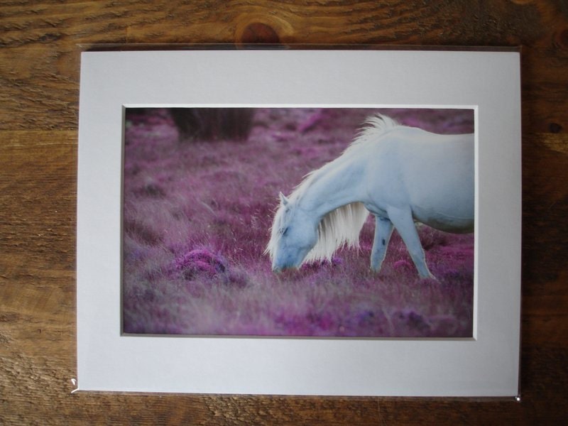 Fantasy art, baby girl nursery, pink pony, horse photography, nursery decor, animal photo, 7.5 x 5 mounted print
