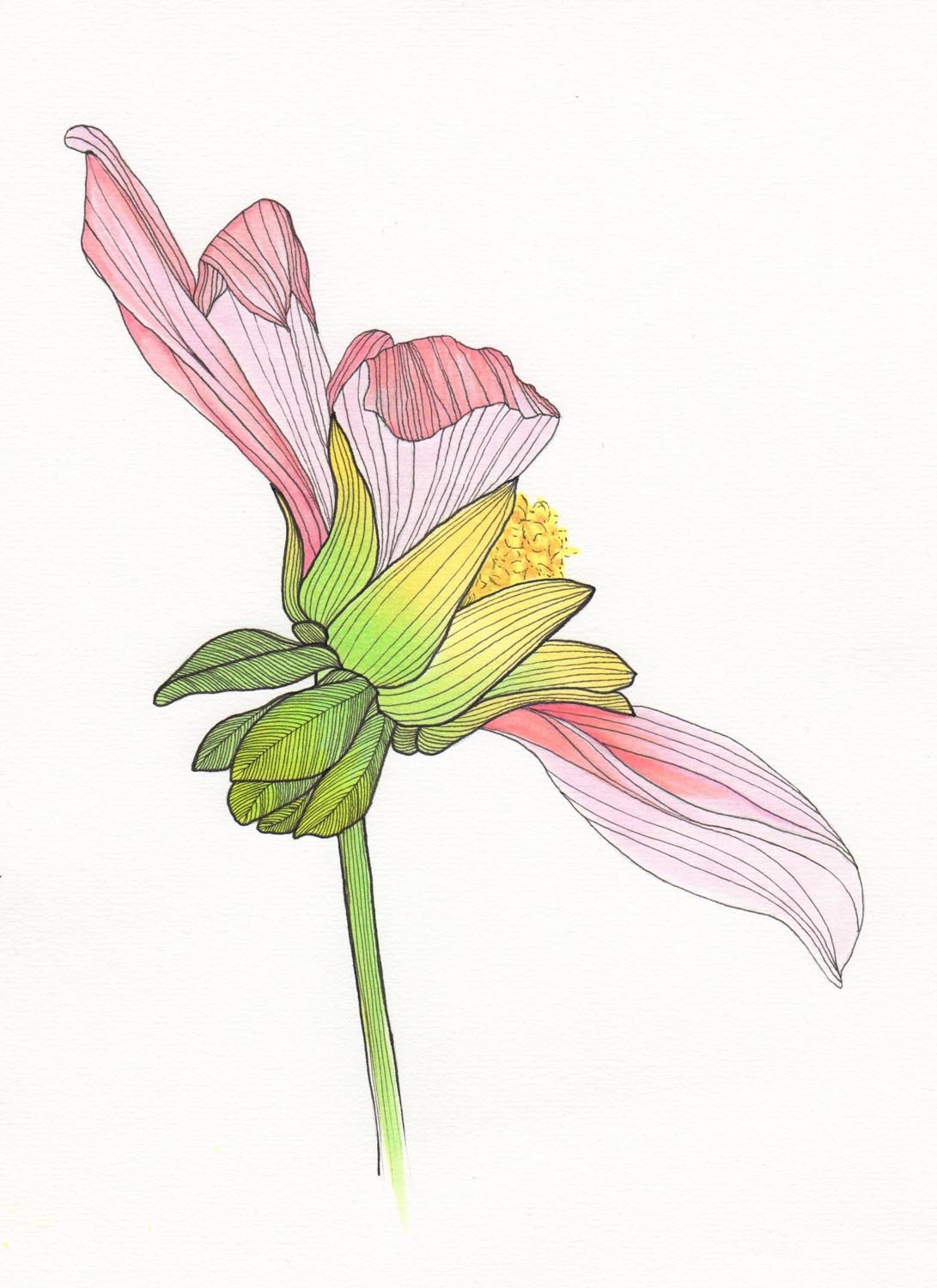Pink Flower Art Drawing 8x10" Print Unframed