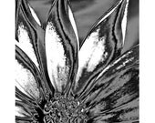 Daisy photomontage (4) digital art print collage black and white photography wall art