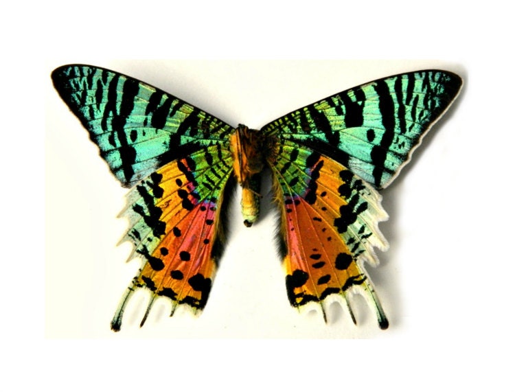 Butterfly Terrarium Kit, Glass Display with Real Butterfly, Home Decor, Specimen Collection