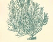 Vintage Sea Coral, Antique Blue, Sea Life, Wall Decor, Natural History Art Print, Natural History, Art Print 8 x 10