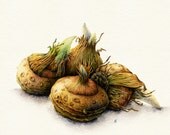 Watercolor Crocus Bulbs - 8x10" fine art print of hand painted artwork