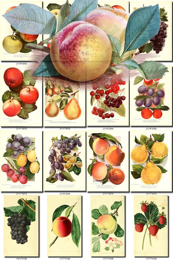 FRUITS vegetables collection of 480 vintage images botanical pictures High resolution digital download printable illustrations berry nuts