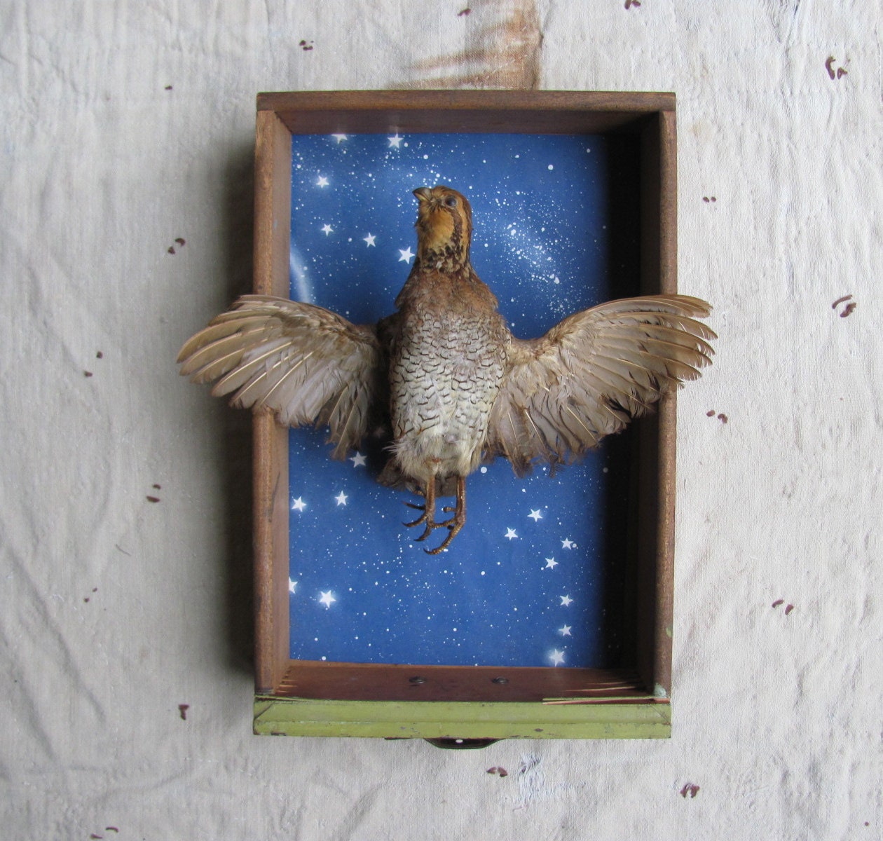 vintage taxidermy grouse in flight, wall mount