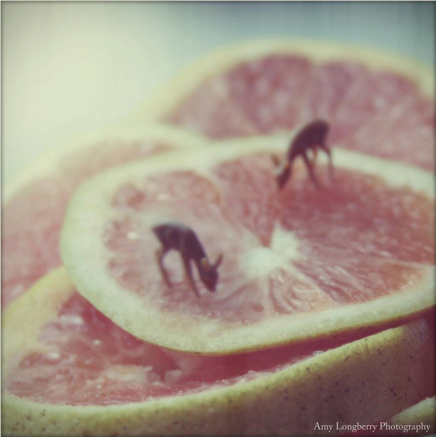 Deer Print, Curiosities, Surreal,Whimsy, Etsy Art, Nature Photography, Tiny Deer Grazing, Grapefruit, Lovely Wall Art