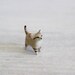 Baby Sand Cat- The Totem Nursery