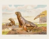 1901 Antique HOOKER'S SEA LION  fine engraving, original antique gorgeous print