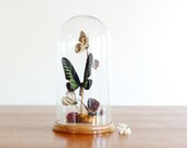 Vintage Large Butterfly Glass Terrarium