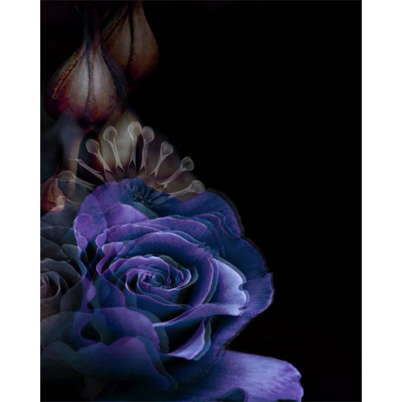 Black and white blue rose photomontage (2) digital flower art print wall art - VoogsArt