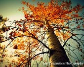 Magical Autumn 8x10 Print, Saskatchewan Landscape