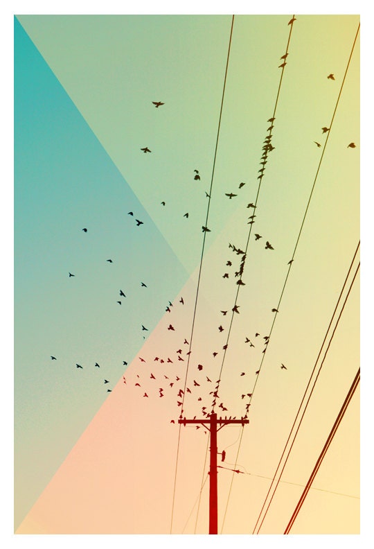 Nature Photograph - Bird Photograph - Birds on Wire - Cool World 1  - Original Fine Art Photograph