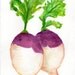 A couple of Colorful Turnips watercolor painting original, vegetable series, 5 x 7, turnip art