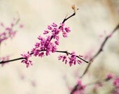 nature photography flower photograph pink home decor spring wall art tree branch landscape art Redbud Tree no 1 8x10