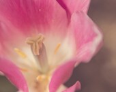 Fine Art Photography Floral Pink Macro Tulip 8x8 Print Modern Wall Decor Home Decor