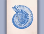 Ammonite Seashell Print, 11x14 Print, marine fossil Natural History Wall Decor, Nautical art,  Coastal Living, beach cottage decor