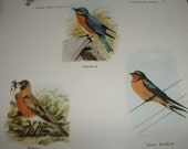 1919 BIRDS of the Fram and the Wood Antique Color Plate Illustration for Altered Art or Framing