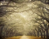 Oak Avenue, Landscape Photography, Wormsloe Plantation, Savannah Georgia, Spring, Branches, Nature, Tree Print - Cathedral