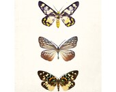 Mariposa - Butterfly Print, Nature Photography, Wings, Neutral Wall Decor, Modern Minimal, Spring Garden, Brown, Yellow, Beige