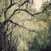 Savannah Georgia Forsyth Park, Landscape Photography, Green, Spring, Oak Trees, Garden, Branches, Dreamy Spanish Moss - Paradise Alley