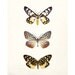 Mariposa - Butterfly Print, Nature Photography, Wings, Neutral Wall Decor, Modern Minimal, Spring Garden, Brown, Yellow, Beige