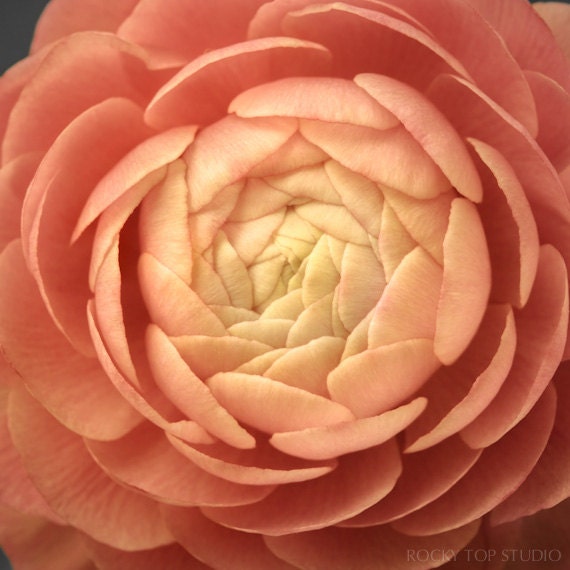 Flower Photography, Ranunculus Print, Peach, Orange, Salmon Pink Ranunculus Flower Print, Wall Art, Flower Photo Wall Decor, Floral Photo