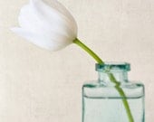 Flower Photograph, Fine Art Photography, Floral Art Print, Botanical Art Print, Spring Flower Photography Print, "White Tulip"