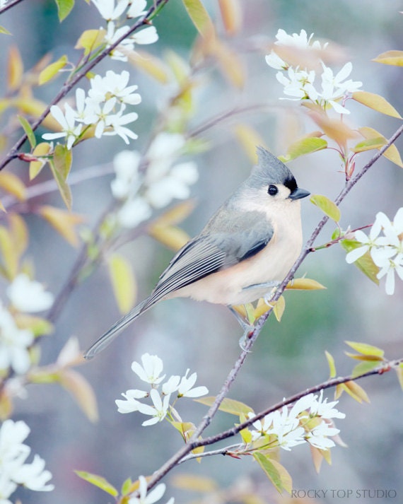 Bird Photography Print, Bird Print, 8x10 Print, Bird Art Print, Bird Photo, Woodland Animal Art Print, "Tufted Titmouse in Spring"