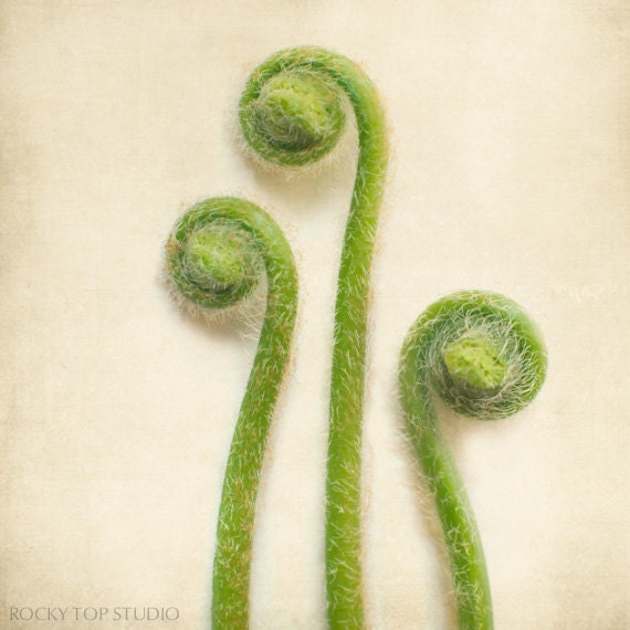 Fern Art, Botanical Print, Woodland Art, Fern Print, Nature Art, Room Decor Wall Art, Green Earthy Art "Baby Ferns Unfurling"