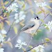 Bird Photography Print, Bird Print, 8x10 Print, Bird Art Print, Bird Photo, Woodland Animal Art Print, "Tufted Titmouse in Spring"