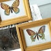 vintage . Butterfly Lithograph Art Prints . Le P Apollon & Le P Machaon
