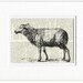 sheep - vintage illustration printed on page from old dictionary..