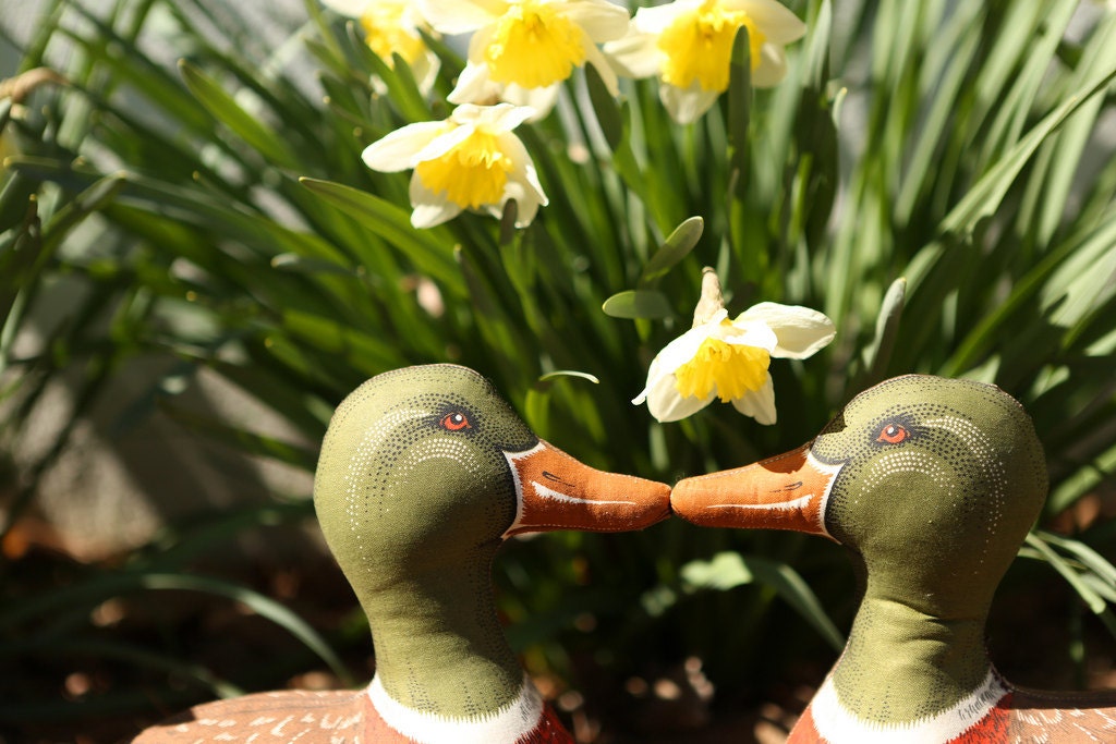Spring Love Daffodils - Kissing Mallard Ducks - Fine Art Photography - Nostalgic - Nostalgia - Springtime 11x16 Fine Art Print