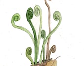 Fiddlehead Ferns -- 8x10 archival print from original watercolor