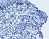 Blue Flounder