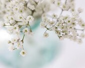Ethereal Baby's Breath  Photograph,   Shabby Chic Wall Decor,  Flower Photograph, White Flowers Still Life