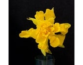 Gold Daffodil Photograph, Flower Still Life, Minimalist Wall Decor, Yellow on Black