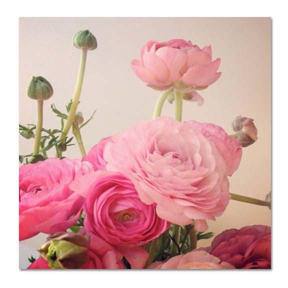 Shabby Chic Flower Photo, Ranunulus in Pink, 8x8 Print, Nature Photography, Fine Art Photograph