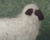 Handsome Miniature Wooly Sheep...Dark Chocolate and Vanilla