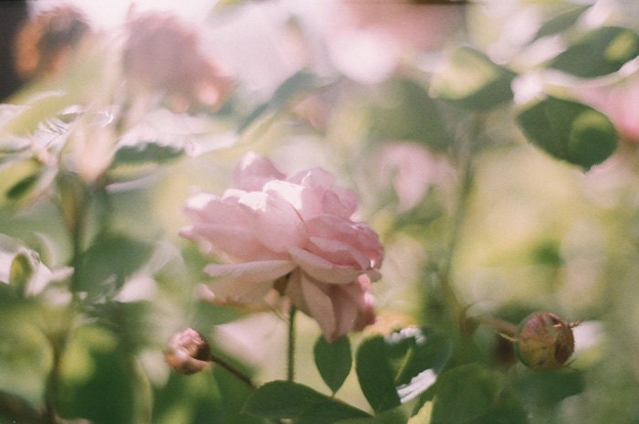 Roses -  5x7 original film art photograph