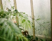 Glasshouse -  5x7 original film fine art photograph