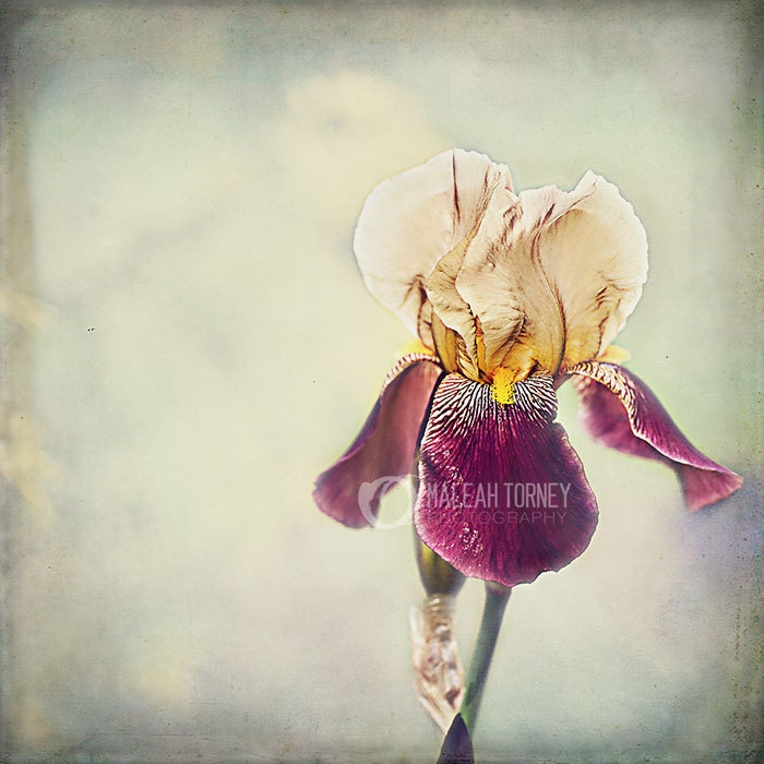 Iris Flower Photography - vintage home decor print purple and beige photo