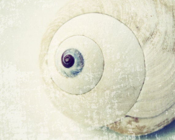Sea Shell Photograph - Neutral ivory - nature photography - beach seashell - white home decor fine art print  8x10 - "Shell Spiral"
